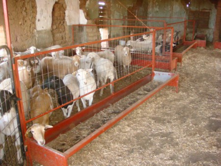 comedero con barandal para borrego